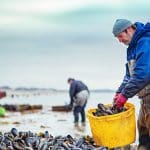 Saison des moules en France : les bons mois pour se régaler sans crainte
