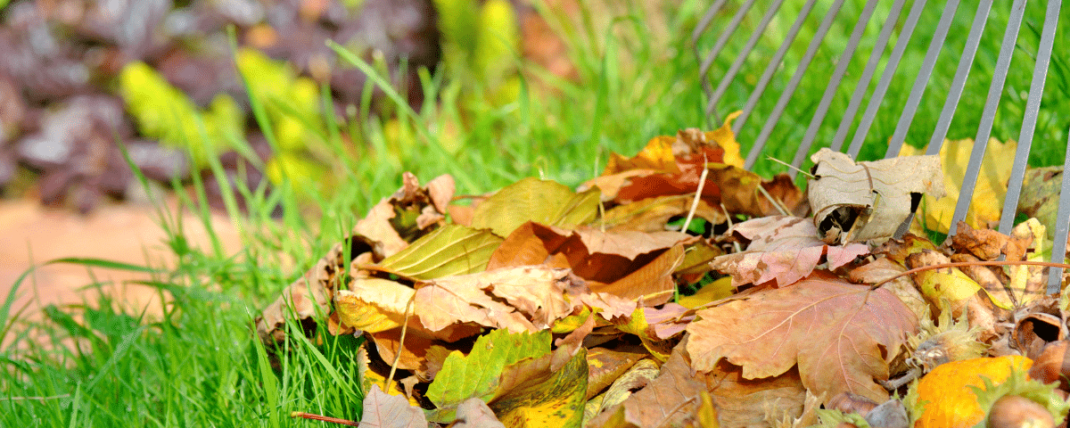 Transformez vos feuilles mortes en or pour votre potager grâce au paillage d’automne