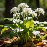 Ail des ours : où le trouver en forêt, comment le reconnaître sans danger et la recette du beurre maison