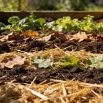 Lasagnes de permaculture : la méthode pour créer un potager productif sans jamais retourner la terre