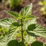 Les orties au jardin : mauvaise herbe ou alliée précieuse ?