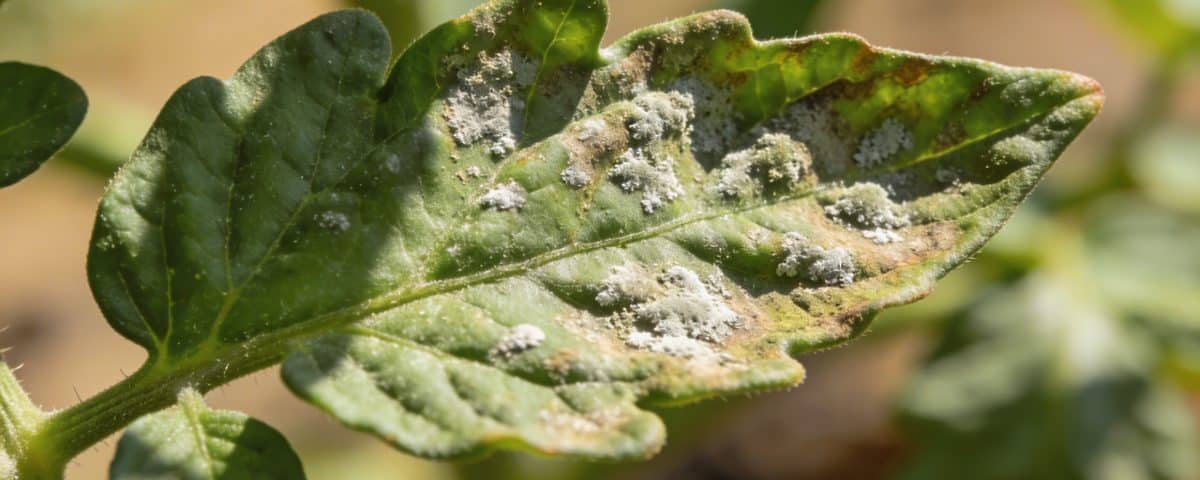 Mildiou, oïdium, rouille : reconnaître les premières maladies du potager au printemps et agir avant qu&rsquo;il ne soit trop tard