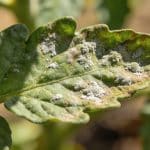 Mildiou, oïdium, rouille : reconnaître les premières maladies du potager au printemps et agir avant qu&rsquo;il ne soit trop tard