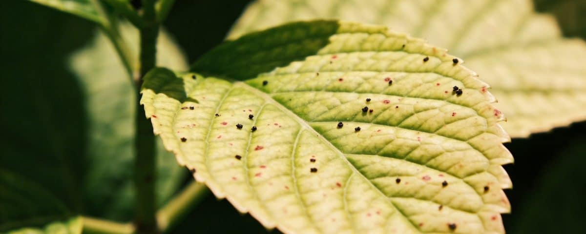 Points noirs sur les feuilles de votre hortensia, qu'est-ce qu'il se passe ?