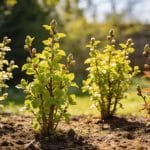 4 arbustes comestibles à planter au printemps pour un jardin productif toute l'année