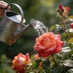 Arroser ses rosiers avec ce simple ingrédient de cuisine pour une floraison abondante