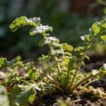Certaines herbes que le jardinier combat depuis des années rendent en réalité un service invisible