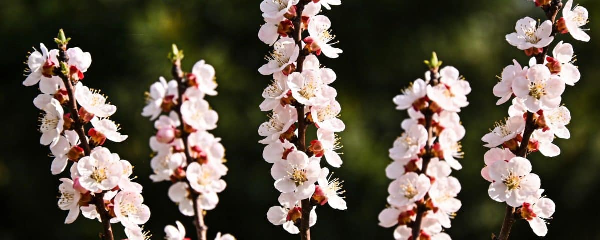 Ces 5 arbres à fleurs réclament le sécateur dès maintenant — après, il sera trop tard pour l'été