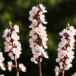 Ces 5 arbres à fleurs réclament le sécateur dès maintenant — après, il sera trop tard pour l'été
