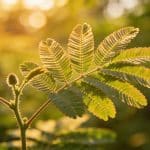 Cette plante peut prédire la météo mieux que ton appli et les anciens le savaient