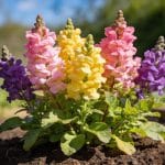 Cette vivace colorée plantée avant fin mars peut sauver votre potager cet été