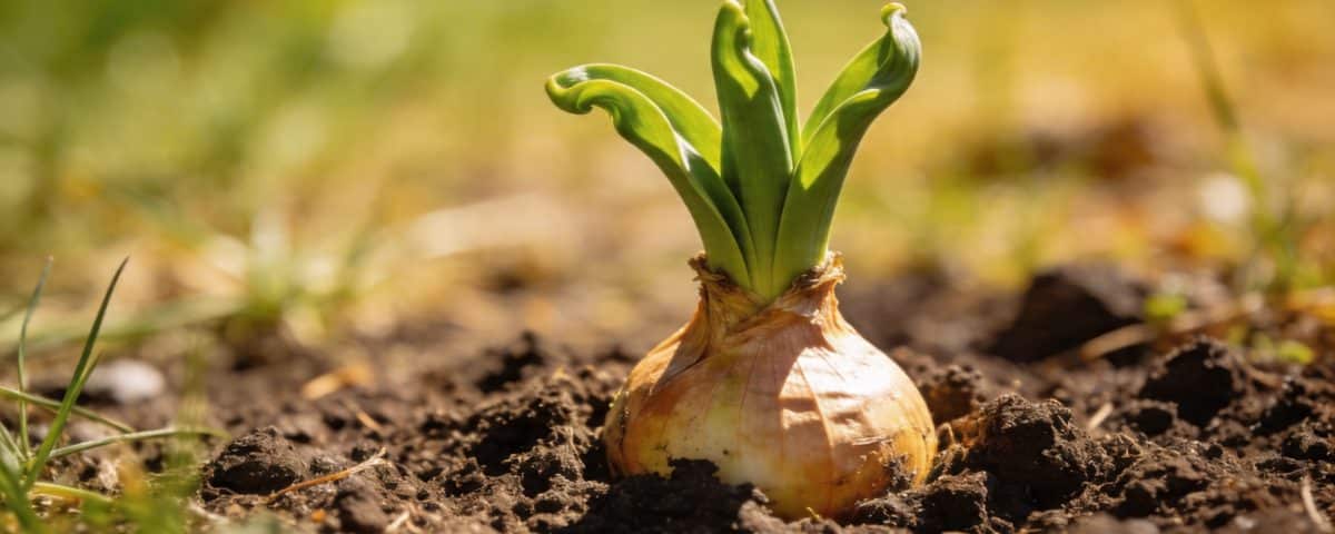 Enfoui depuis l'automne dernier, ce bulbe va surgir de terre en juin et tout le monde va demander ce que c'est