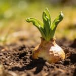Enfoui depuis l'automne dernier, ce bulbe va surgir de terre en juin et tout le monde va demander ce que c'est