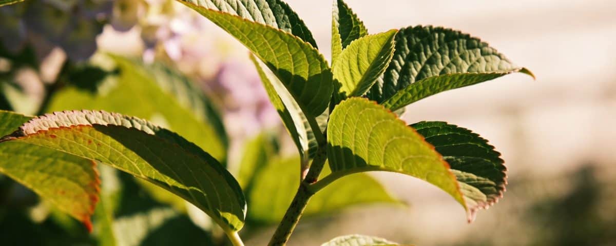 Hortensia sans fleurs : l'erreur commise des mois avant qui sabote tout votre été au jardin