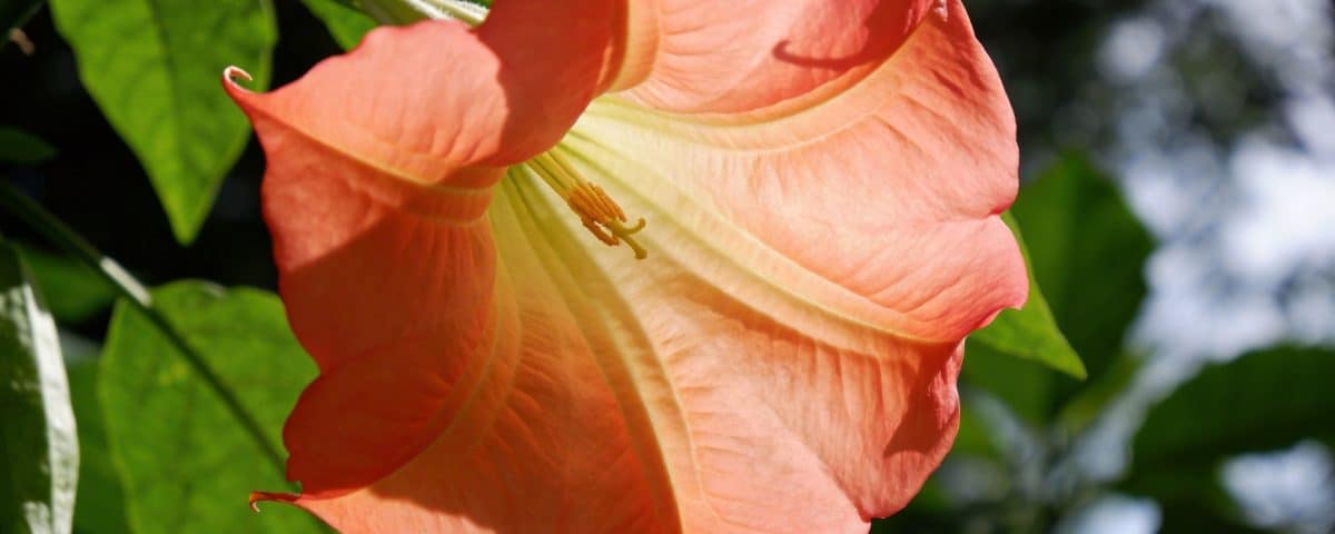 La capucine, cette fleur kamikaze qui sacrifie pour protéger vos légumes des pucerons dès mars