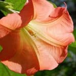 La capucine, cette fleur kamikaze qui sacrifie pour protéger vos légumes des pucerons dès mars