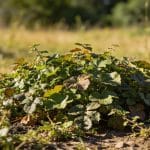 Laissée en place depuis trois saisons, cette couvre-sol a fini par étouffer tout ce qui gênait