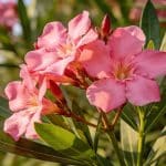 Le laurier-rose cache une toxicité redoutable pour chiens et chats que personne ne soupçonne