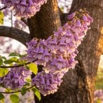 Le paulownia, cet arbre à croissance rapide dont la floraison surprend chaque année