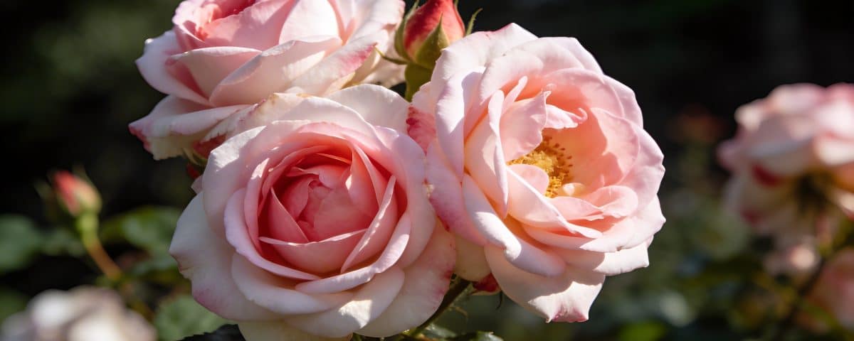 Les roses du Japon ne ressemblent pas aux nôtres, et la différence vient d'une habitude prise en hiver