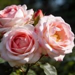 Les roses du Japon ne ressemblent pas aux nôtres, et la différence vient d'une habitude prise en hiver