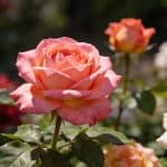 Taille des rosiers au printemps : le bon moment selon la variété