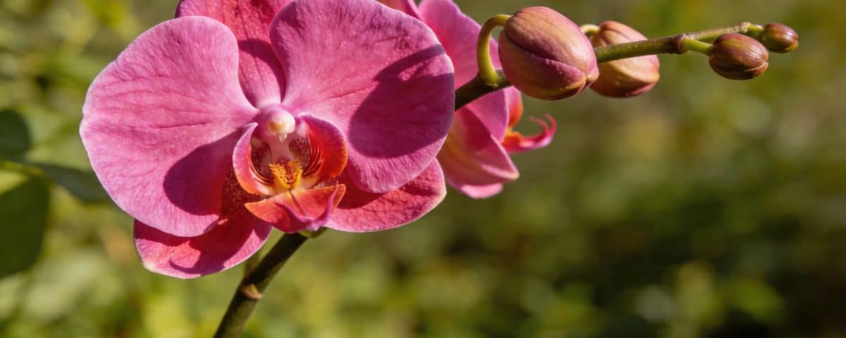 Trente secondes par semaine suffisent à transformer une orchidée qui n'en peut plus en plante florissante