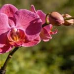 Trente secondes par semaine suffisent à transformer une orchidée qui n'en peut plus en plante florissante