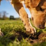 Trous à répétition dans la pelouse, comment décoder ce comportement obsessionnel chez votre chien