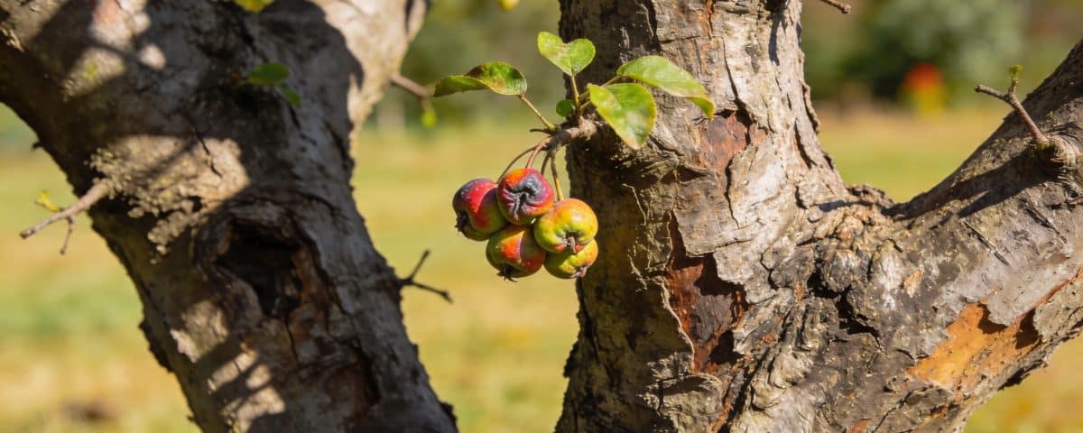 Un arbre que les catalogues ont abandonné produit encore des fruits que personne ne sait nommer