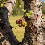 Un arbre que les catalogues ont abandonné produit encore des fruits que personne ne sait nommer