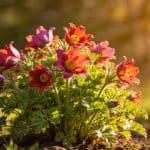 Une fleur taillée au ras du sol en novembre était revenue trois fois plus dense au printemps suivant