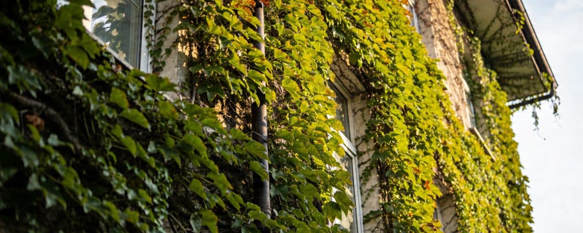 Une grimpante achetée il y a dix ans couvre encore la façade sans que personne ne s'en soit occupé