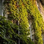 Une grimpante achetée il y a dix ans couvre encore la façade sans que personne ne s'en soit occupé