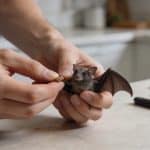 Mains preparant une petite chauve-souris comestible dans cuisine
