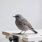 Oiseau gris perche sur un plan de travail blanc